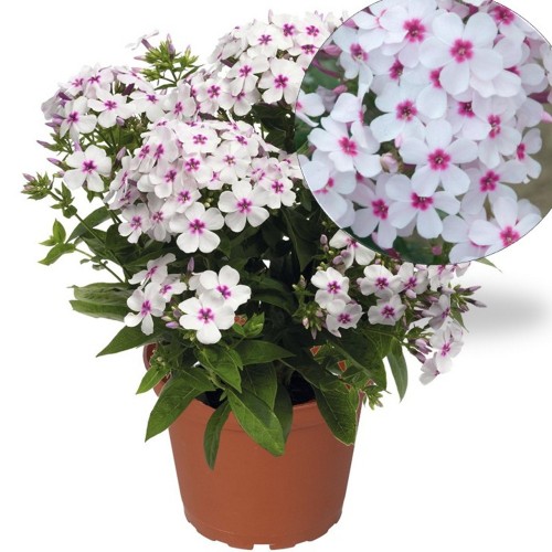 Phlox paniculata 'Flame White Eye' - Aed-leeklill 'Flame White Eye' P9/0,55L    